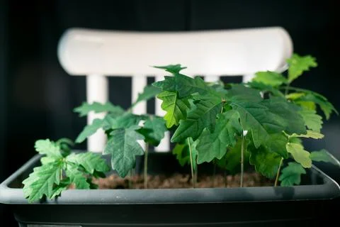 The group of a oaks tree seedlings in a gray pot Stock Photos