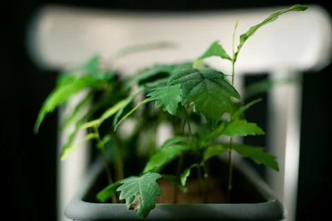 The group of a oaks tree seedlings in a gray pot Stock Photos