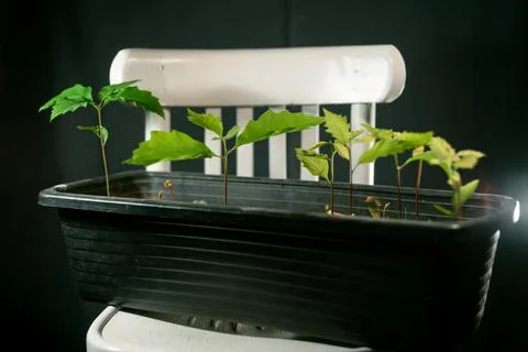 The group of a oaks tree seedlings in a gray pot Stock Photos