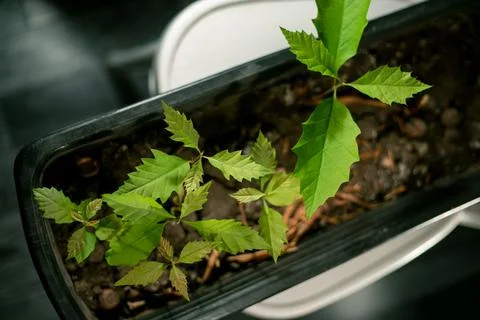 The group of a oaks tree seedlings in a gray pot Stock Photos