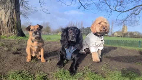 Group of obedient dogs lay down - dog tricks Stock Footage 265802445