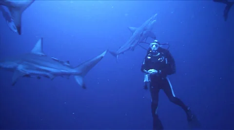 Group of oceanic blacktip sharks and scubadivers, indopacific ocean 스톡 동영상 22536089