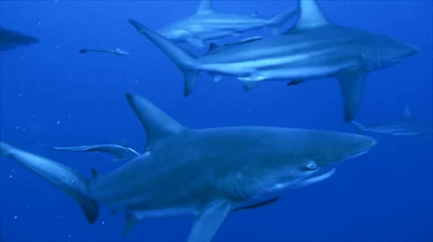 Group of oceanic blacktip sharks and scubadivers, indopacific ocean Video stock 22536104
