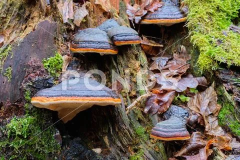 Group od Polypore fungi in autumn with dry leaves over, Bialowieza Forest, Po Stock Photos