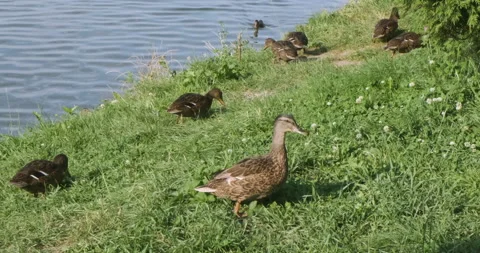 A group ofducks walking around, looking what to eat on the green grass Stock-Footage 139580822
