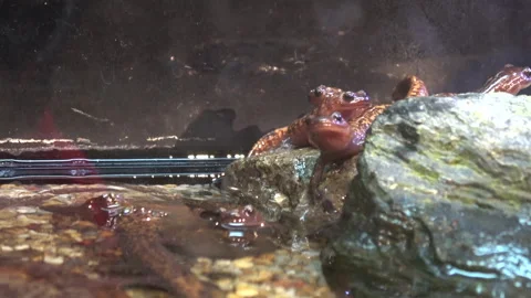 Group of Oki Salamanders. Hynobius Okiensis. 4K Vidéo 144039766