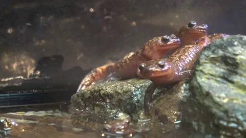 Group of Oki Salamanders. Hynobius Okiensis. Close up. 4K Stock Footage 144039827