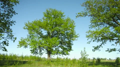 A group of old oak trees in the meadow. summer rural landscape Stockbeeldmateriaal 42935745