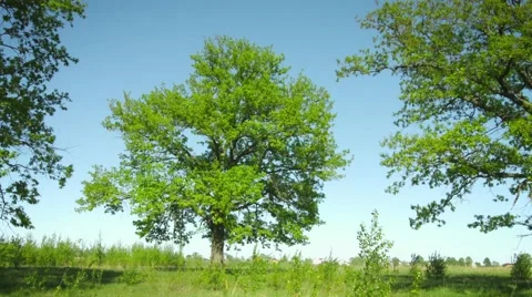 A group of old oak trees in the meadow. Summer rural landscape Stock Footage 48336012