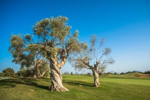 Group of old olive trees Stock Photos