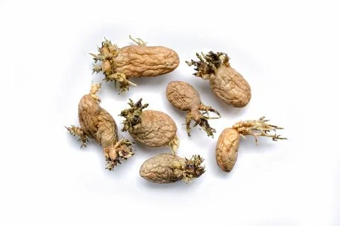 Group of old sprouted potatoes Stock Photos