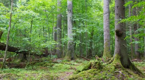 Group of old spruces inside deciduous stand of Bialowieza Forest,Poland,Europ Stock Photos