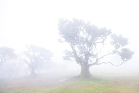 A group of old trees in an ancient forest is shrouded in dense fog. The mys.. Stock Photos