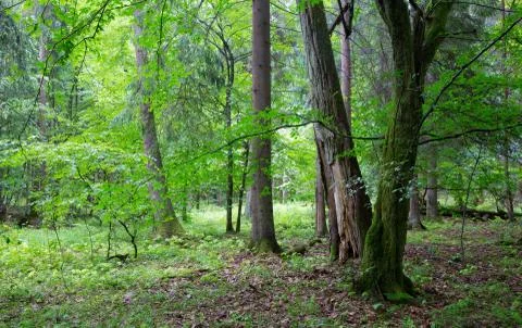 Group of old trees and old natural deciduous stand Stock Photos