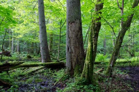 Group of old trees in summertime stand Stock Photos