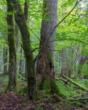 Group of old trees in summertime stand Stock Photos
