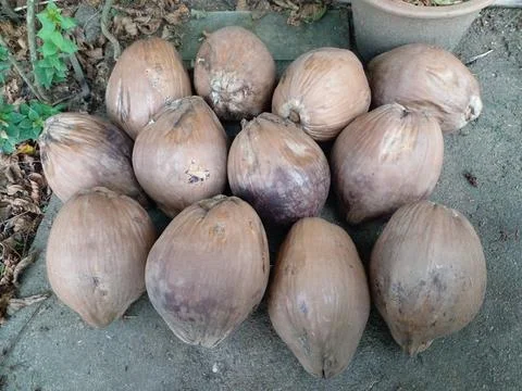 Group of old weathered brown coconuts on the concrete floor Stock Photos