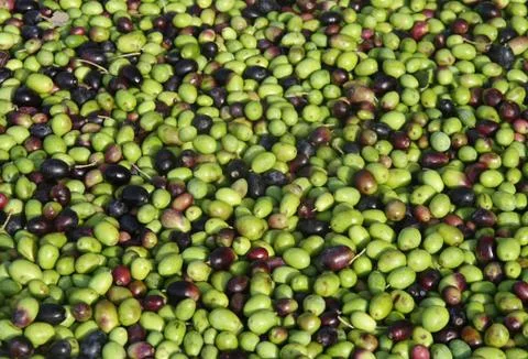 Group of olives Stock Photos