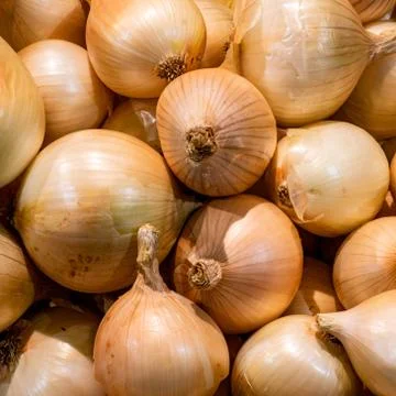 Group of onions Stock Photos