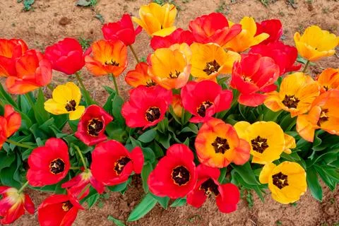 Group of opened tulips closeup Stock Photos
