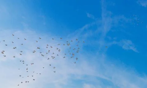 A group or a flock of sparrows Fly in the sky. The sky was bright during the  Stock Illustration
