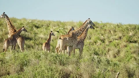 Group or tower of Masai giraffes family walking on lush green hill in Africa Stock Footage 307717271