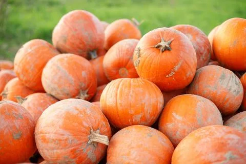 Group of orange bright pumpkins Stock-Fotos