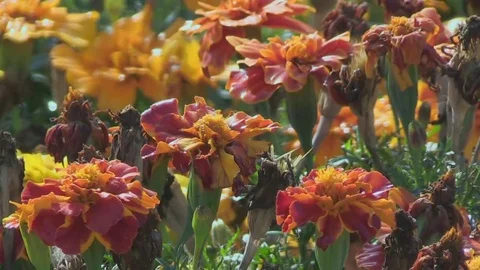 Group Of Orange Flowers Vidéo 69238474