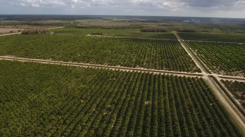Group of Orange Grove Video stock 100617300