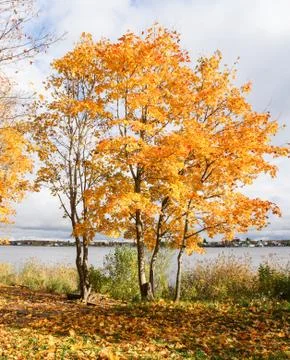 Group of orange maples. Stock Photos