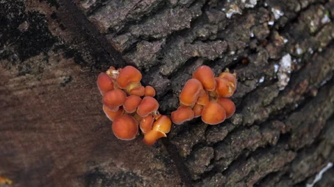 A group of orange mushrooms growing on a tree trunk 스톡 동영상 320673908