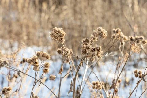 Group of orange prickly fruits of burdock Arctium is on a gray background in 스톡 사진
