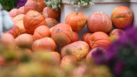 Group of orange pumpkins Stock Footage 287742566