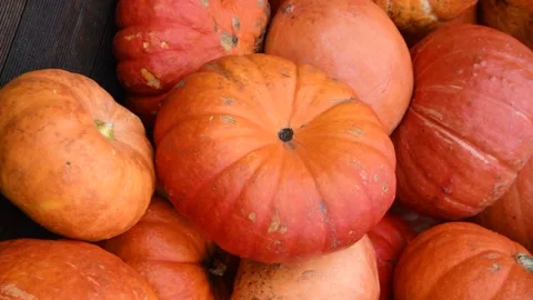 Group of orange pumpkins Stock Footage 287743088