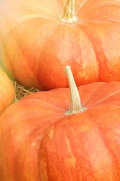 Group of orange pumpkins Stock Photos