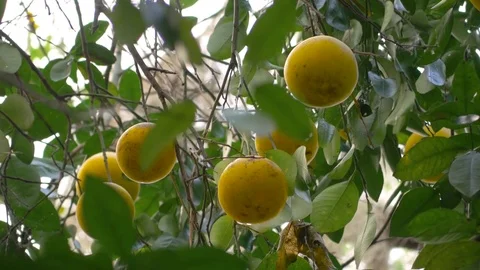Group of Oranges Hanging from Tree, 4K Stock Footage 72558612