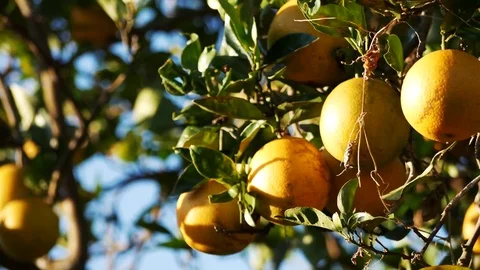 Group Oranges on Tree Stock Footage 84346789