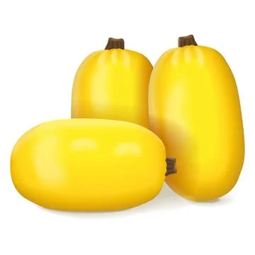 Group of Orangetti Spaghetti Squash. Stock Illustration