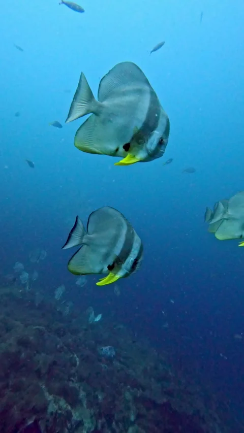 A group of orbicular batfish swimming in the clear blue waters of Koh Tao Stock Footage 304566456