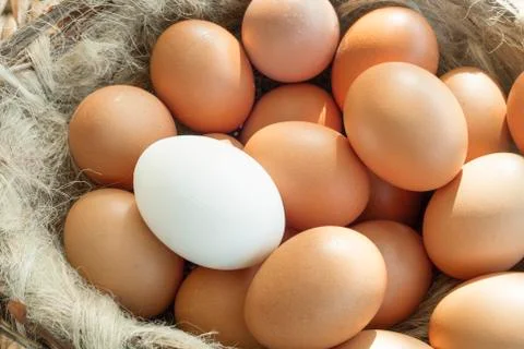 Group of ordered, identical chicken eggs where there is one different. This s Stock Photos