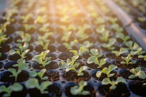 Group organic fresh vegetable seeding are growing from soil on nursery tray.. Stock Photos