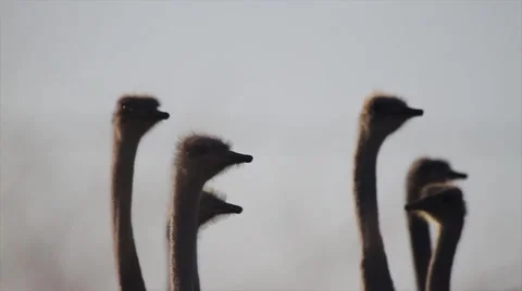 Group of ostriches looking round Stock Footage 40502674