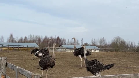 Group of ostriches running and dancing inside a wooden Video stock 338033146