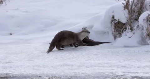 A Group of Otter Play in the Snow 스톡 동영상 240034614