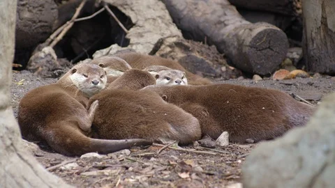 Group of otters is laying and resting Stock Footage