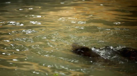 A Group of Otters (Lutrinae) Looking Swimming, Mustelidae family, Aquatic Animal Video stock 2145392