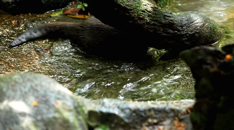 A Group of Otters (Lutrinae) Looking Swimming, Mustelidae family, Aquatic Animal Stockbeeldmateriaal 2440134