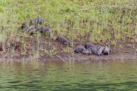 Group of otters standing in grass in Periyar National Park, Kerala, South Ind 스톡 사진