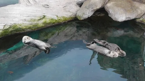 Group of otters taking a nap Video stock 69824132