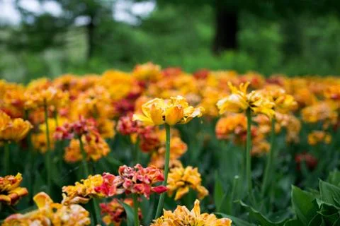 Group of overblown orange variegated multi-petalled tulips grows on a flower  Stock Photos